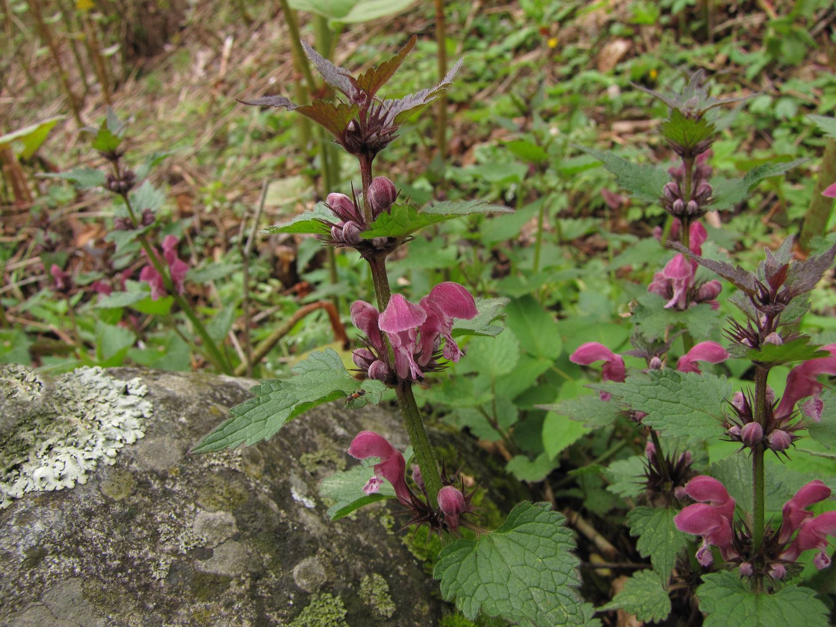 Lamium maculatum